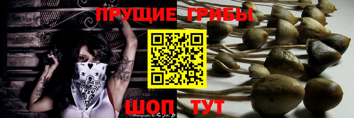 Псилоцибиновые грибы Cubensis Липецк
